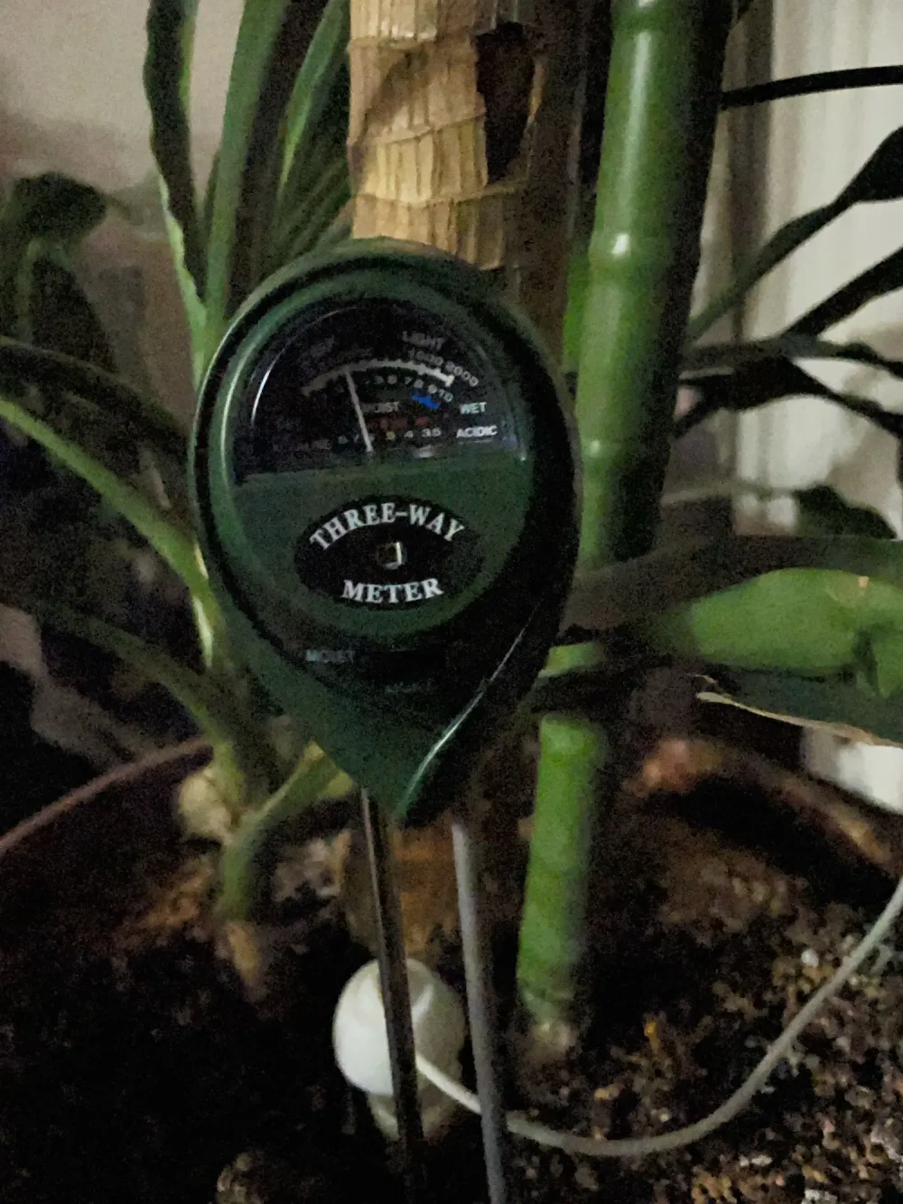 SoilSense 3-in-1 soil meter used by B***o, a verified buyer, in a real houseplant